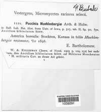 Puccinia muehlenbergiae image